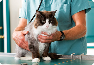 Final Veterinary Health Check